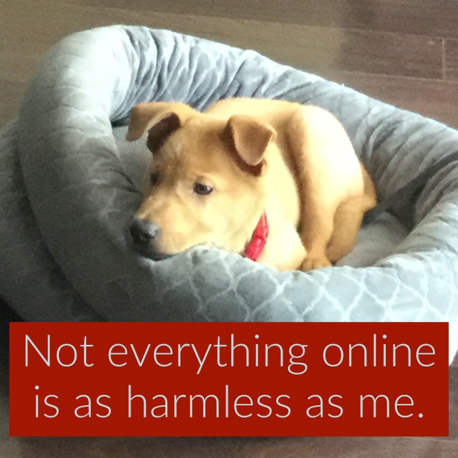 "Not everything online is as harmless as me." picture of a golden colored puppy resting on a grey dog bed